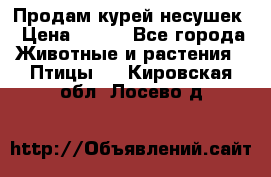 Продам курей несушек › Цена ­ 350 - Все города Животные и растения » Птицы   . Кировская обл.,Лосево д.